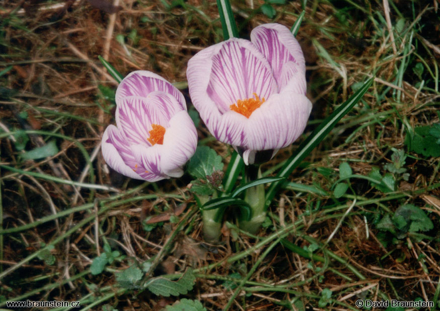 2000_03_037_kb_krokus