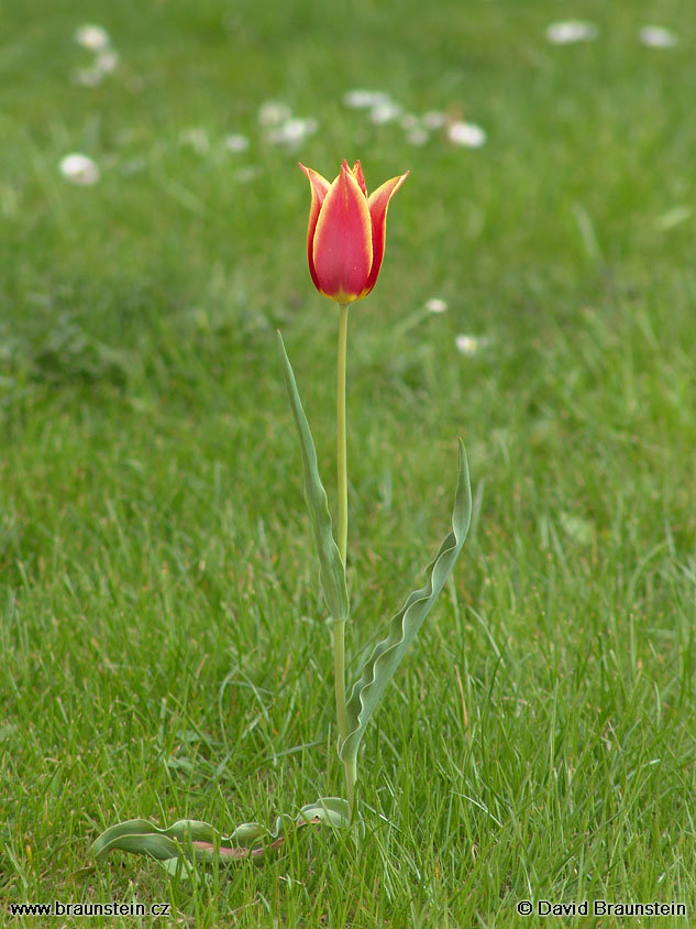 2004_0421_165450_ph_tulipan
