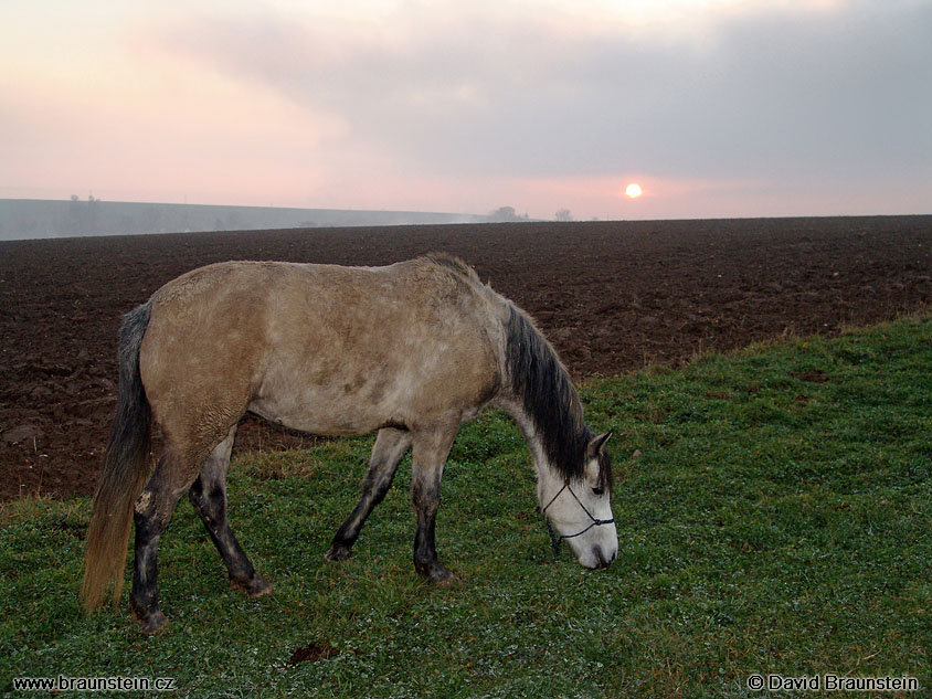 2004_1204_153823_sl_kun_na_louce_zapad_slunce