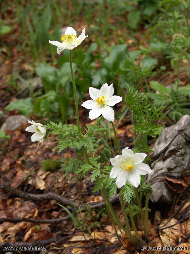 2005_0606_103705_hr_sasanka_narcisokveta