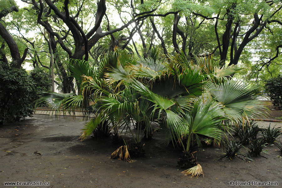 2006_0108_230847_ja_park_v_buenos_aires