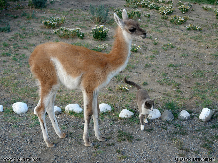 2006_0122_004643_ja_mala_lama_kocka