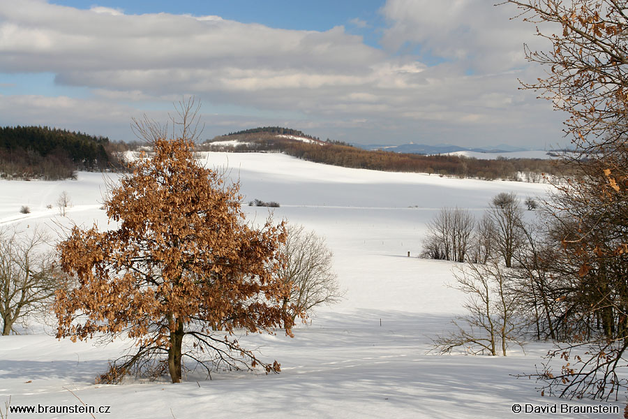 2006_0219_133002_st_stromek_s_listama_v_zimni_krajine