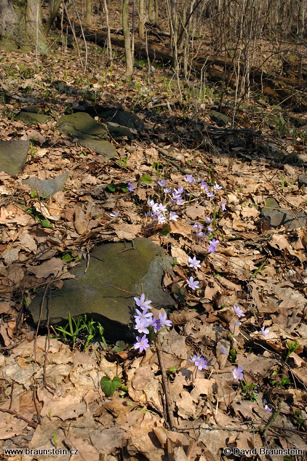 2006_0408_091102_se_podlesky_v_lese