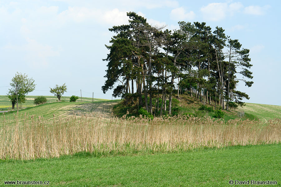 2006_0509_135415_se_kopecek_borovice