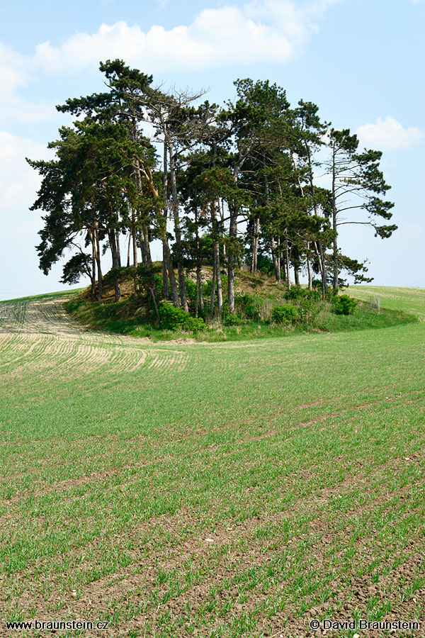 2006_0509_135511_se_kopecek_borovice