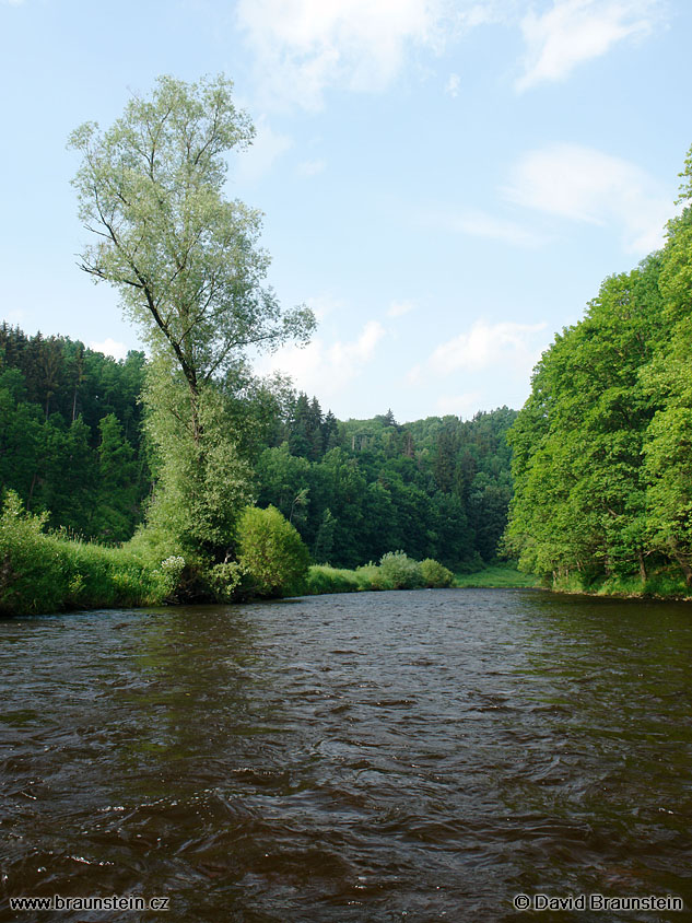 2006_0617_160448_vl_vltava_strom_pod_c_krumlovem