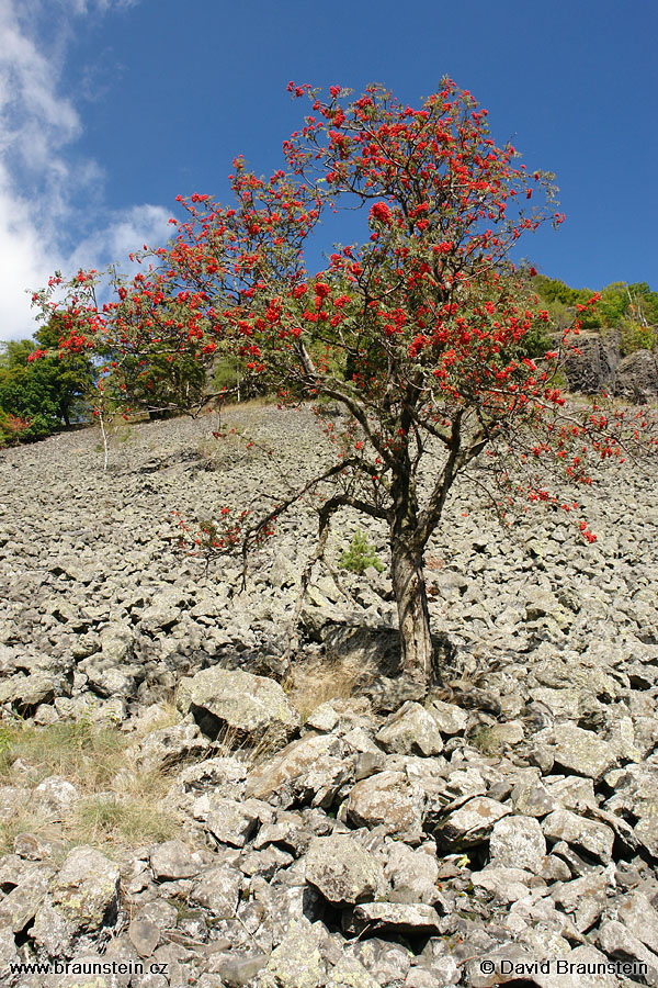 2006_0909_123616_rk_sut_na_svahu_ralska_jerabina