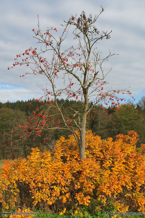 2006_1028_095251_kp_zbarveny_ker_jerabina