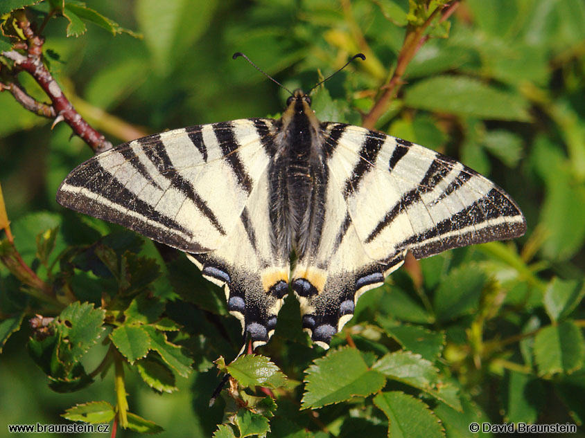 2007_0513_104431_st_motyl_otakarek