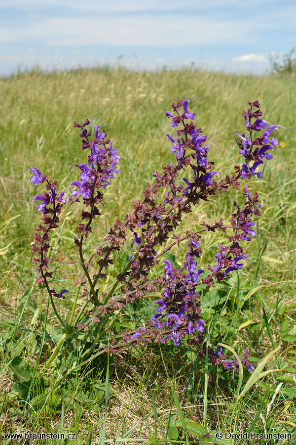 2007_0513_122211_st_salvej_hajni