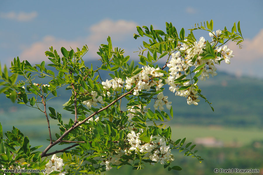 2007_0520_144045_sl_vetyvka_kvetouciho_akatu