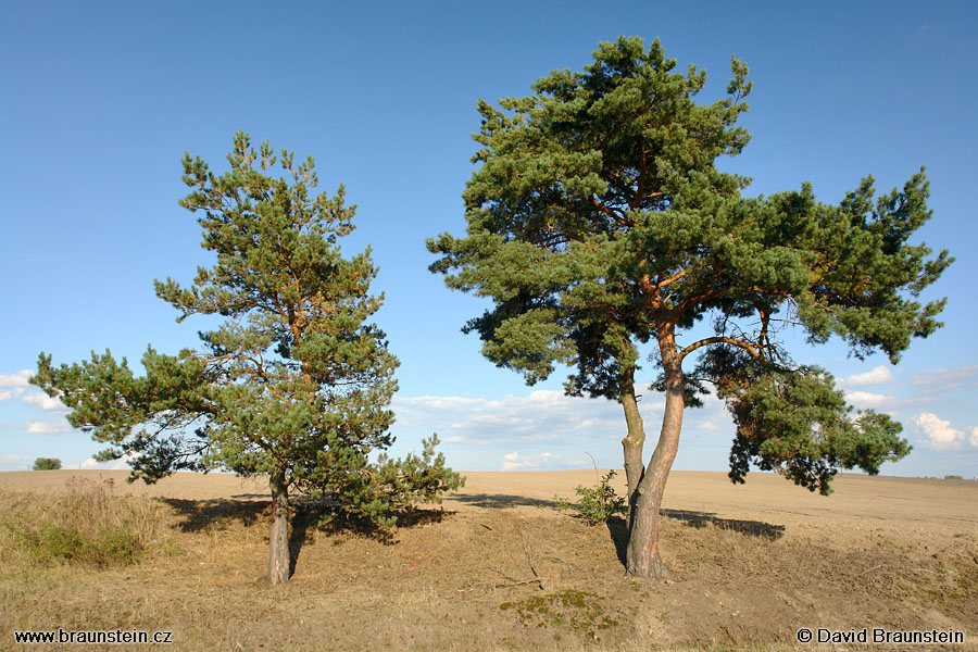 2007_0825_170518_zc_borovice