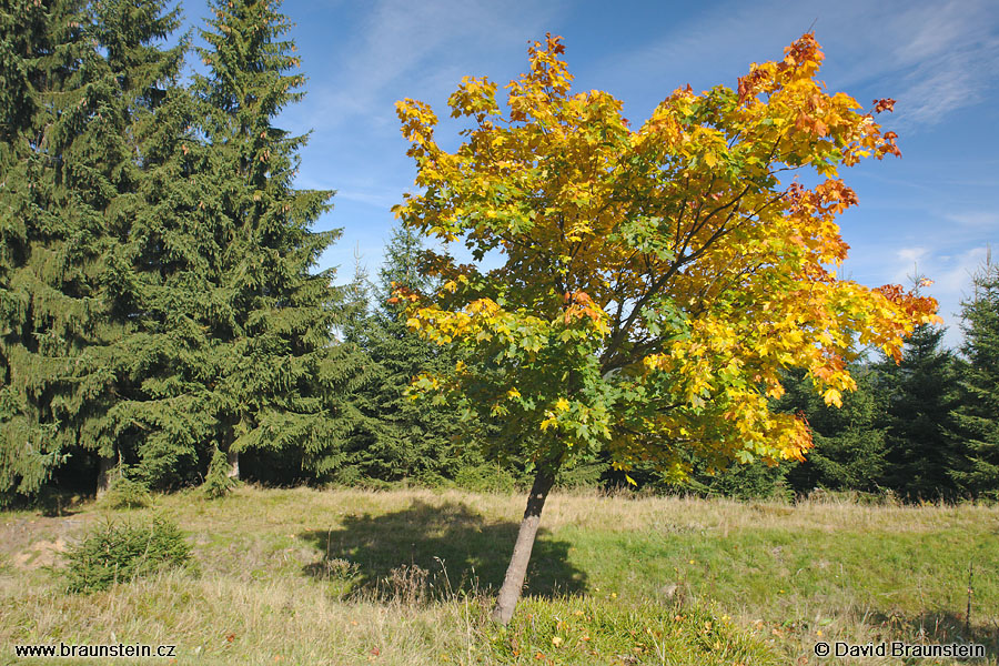 2007_0922_093403_kh_zbarveny_stromek