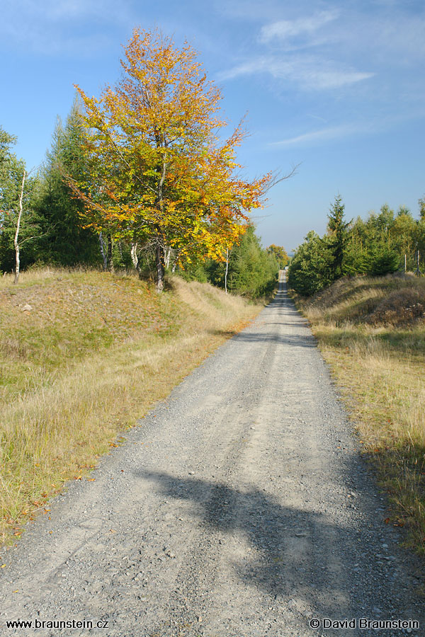 2007_0923_090054_kh_cesta_zbarveny_strom