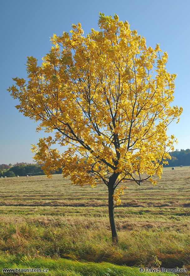 2007_0924_082429_kh_zbarveny_strom