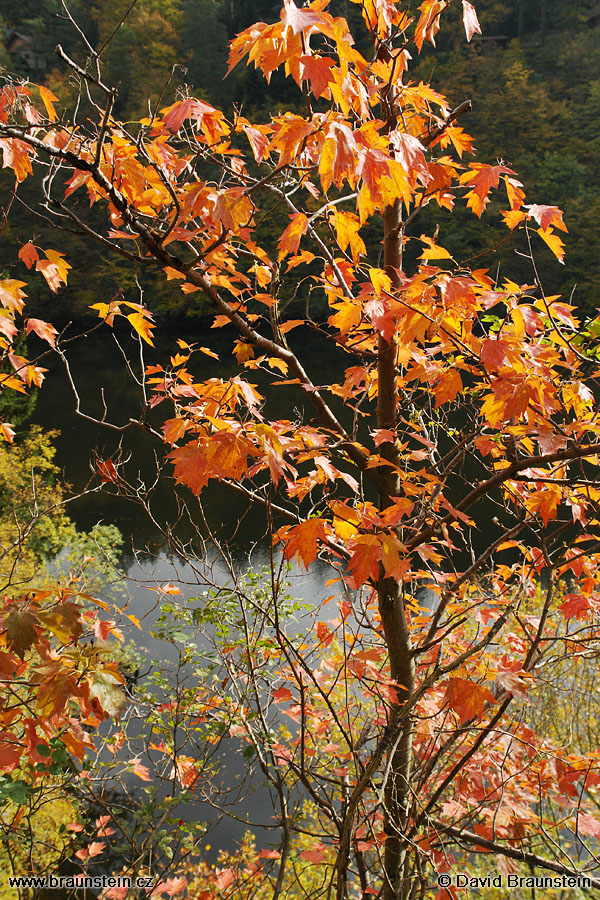 2007_1021_114426_sp_zbarveny_stromek