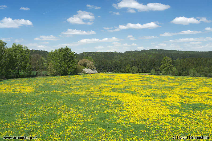 2008_0510_104822_jv_rozkvetle_pampelisky_u_bozejova