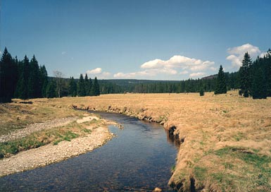 Javoří potok