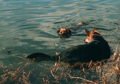 psi v rybníce