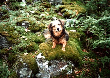 pes na kameni