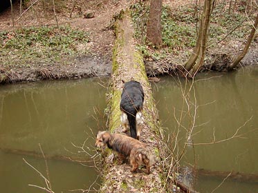 psi přecházejí potok po kládě