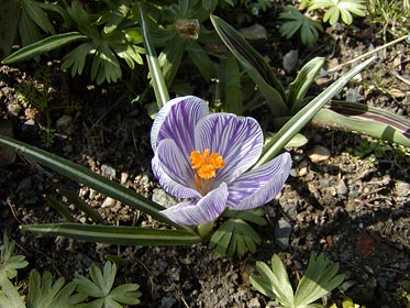 krokus