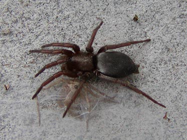 pavouk s úlovkem