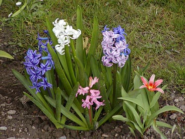 hyacinty