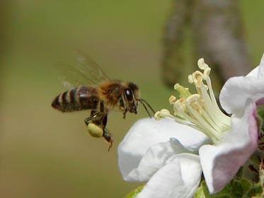 včela u květu jabloně