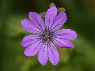 kakost pyrenejský