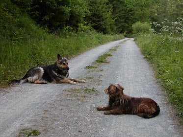 psi na cestě