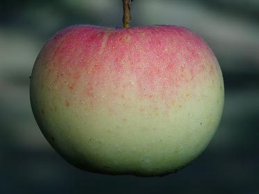 orosené jablko