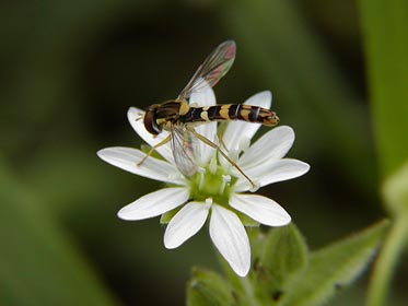 pestřenka na kytce