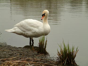 labuť