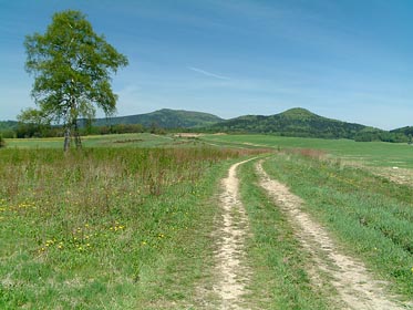 cesta, bříza, kopce