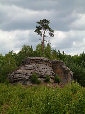 borovice na skále