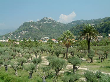 palmy, vesnice na kopci