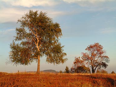 podvečer na Ptačí hoře, bříza, jeřabina