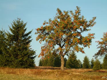 ráno na Ptačí hoře