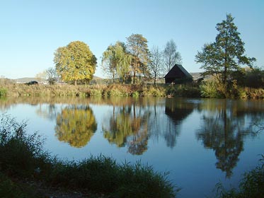 osvícené stromy, Berounka