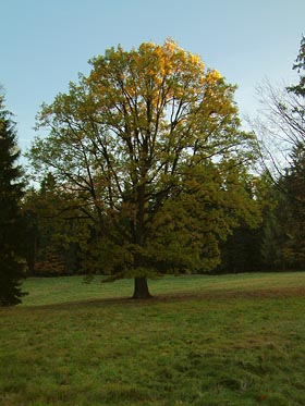 strom na louce v podvečer