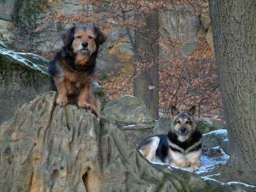 psi v lese