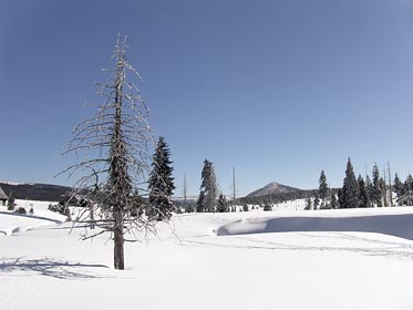 omrzlý strom, Bukovec
