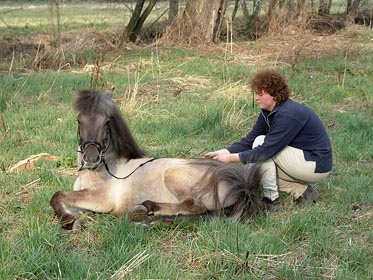 dívka, kůň