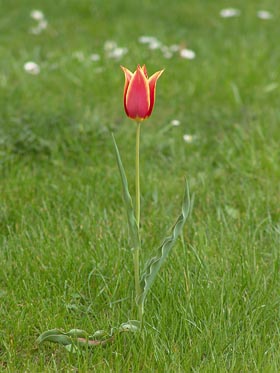 tulipán