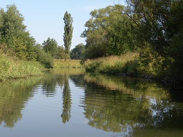 Ohře nad Tršnicema, topol