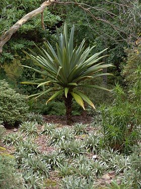 rostlina v Invere Gardens