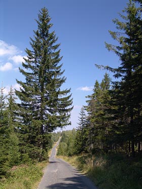 strom, cesta