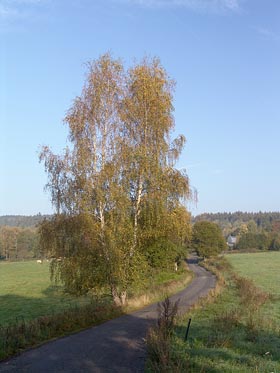 cesta, bříza